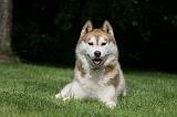 SIBERIAN HUSKY 976